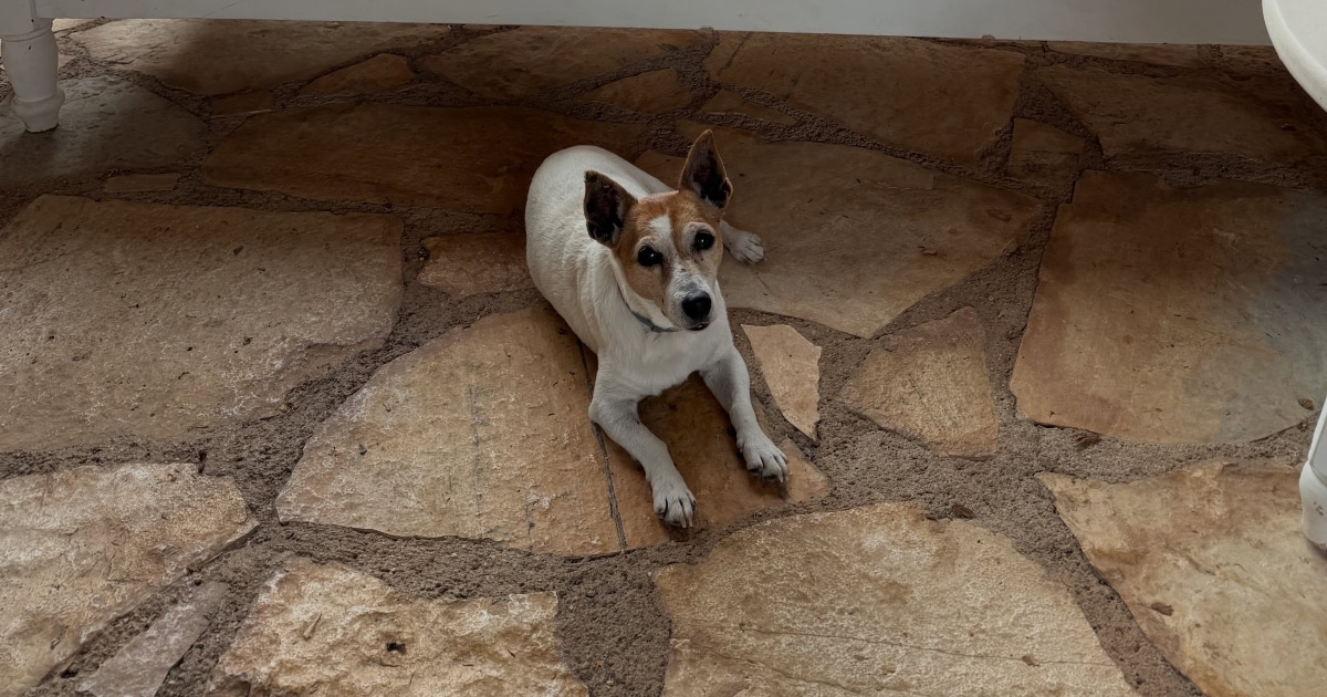 milou-greg-afierwma-02